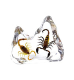 Real Bark Scorpion & Black Emperor Scorpion Desktop Decoration Real Nature Gift