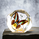 Real Butterfly Round Shape Desktop Real Nature Gift