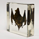 Real Bat Encased In Acrylic Real Nature Gift