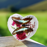 Real Butterfly Heart Shape Desktop Real Nature Gift