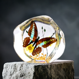 Real Butterfly Round Shape Desktop Real Nature Gift