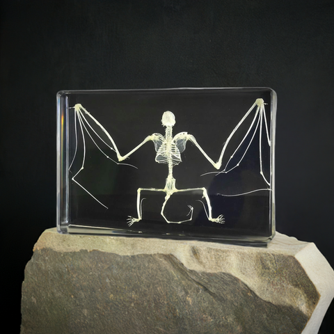 Real Bat Skeleton Horseshoe Bat In Resin Real Nature Gift