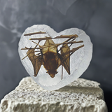 Real Bat Heart Shape Desktop Real Nature Gift