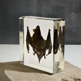 Real Bat Encased In Acrylic Real Nature Gift