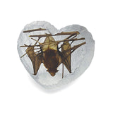 Real Bat Heart Shape Desktop Real Nature Gift