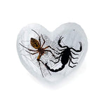 Real Black Emperor and Real Wolf Spider Heart Shape Desktop Real Nature Gift