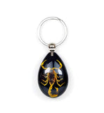 Real Bark Scorpion Keychain Teardrop Shape Black Real Nature Gift