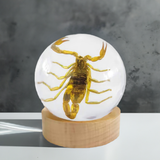 Real Bark Scorpion Globe Shape Desktop Real Nature Gift