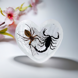 Real Black Emperor and Real Wolf Spider Heart Shape Desktop Real Nature Gift