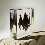 Real Bat Encased In Acrylic Real Nature Gift