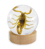 Real Bark Scorpion Globe Shape Desktop Real Nature Gift