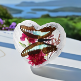 Real Butterfly Heart Shape Desktop Real Nature Gift