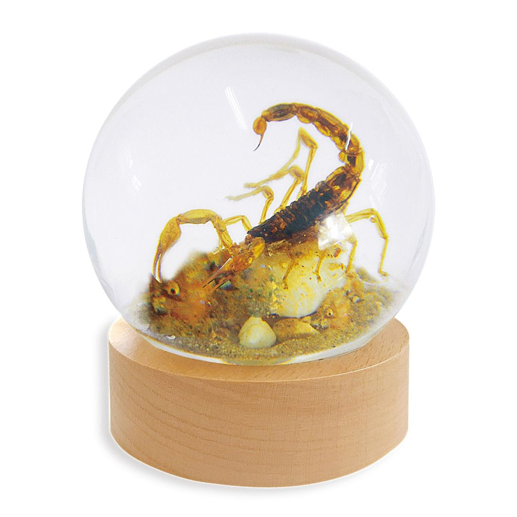 Real Bark Scorpion in Clear Resin Round Real Nature Gift