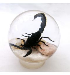 Real Black Scorpion Globe With Wood Base