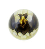 Real Bat In Resin - Half Dome Type Real Nature Gift